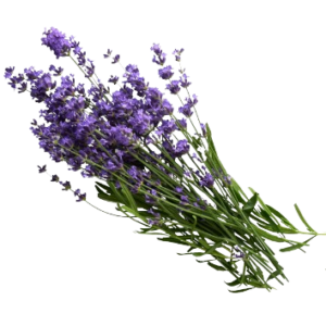 Lavanda Zen & Estilo