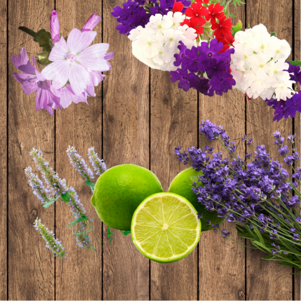 Notas Olfativas do Difusor Cascas e Folhas Zen & estilo